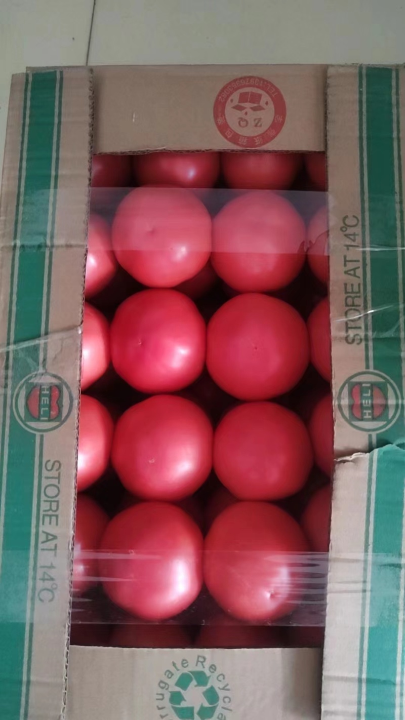 河南安阳硬粉西红柿，量大从优，大量批发，欢迎全国采购