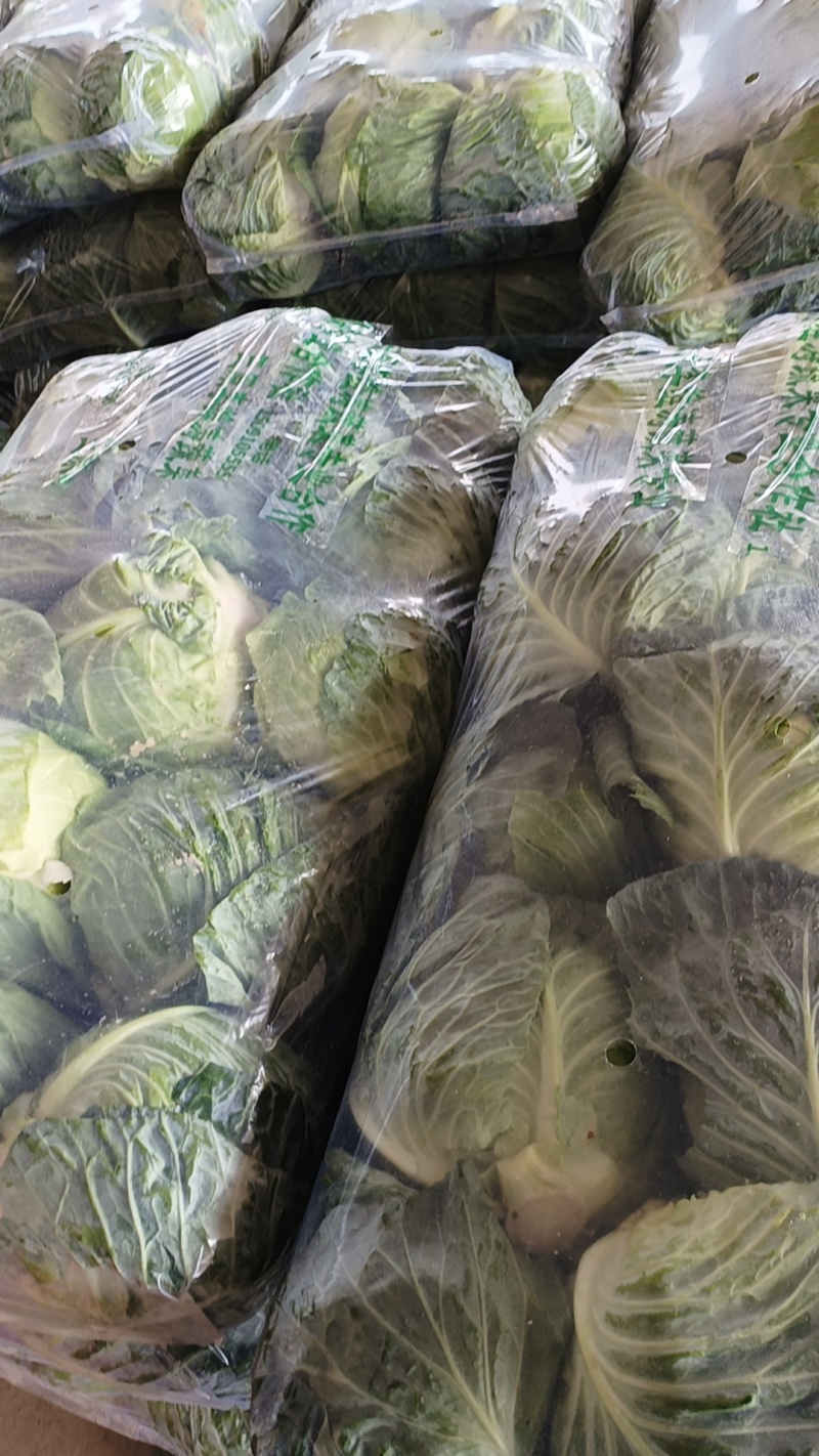 圆包菜陕西中甘甘蓝产地直供质量有保证货源充足全国