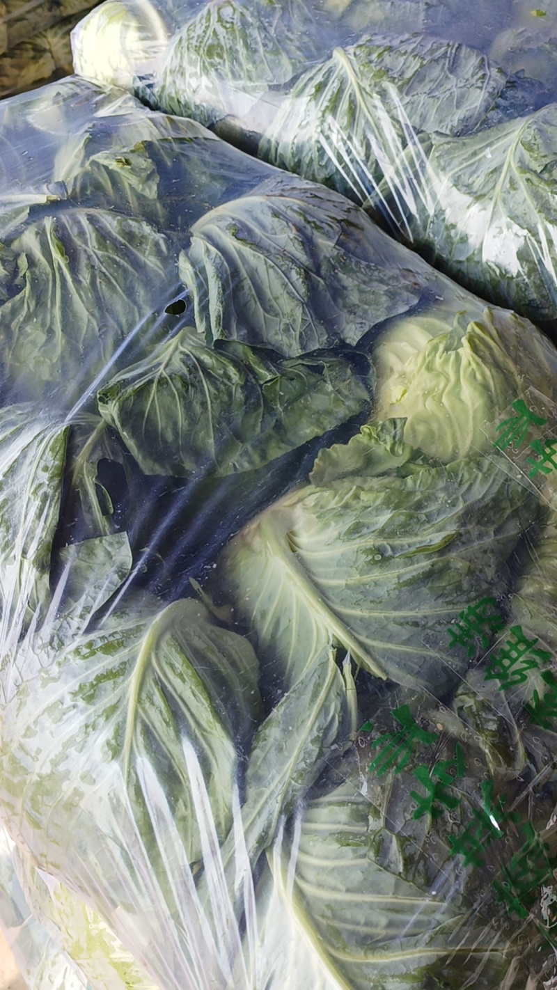 圆包菜陕西中甘甘蓝产地直供质量有保证货源充足全国