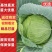 精品甘蓝莲花白菜，翠白菜，大量上市中，物美廉价