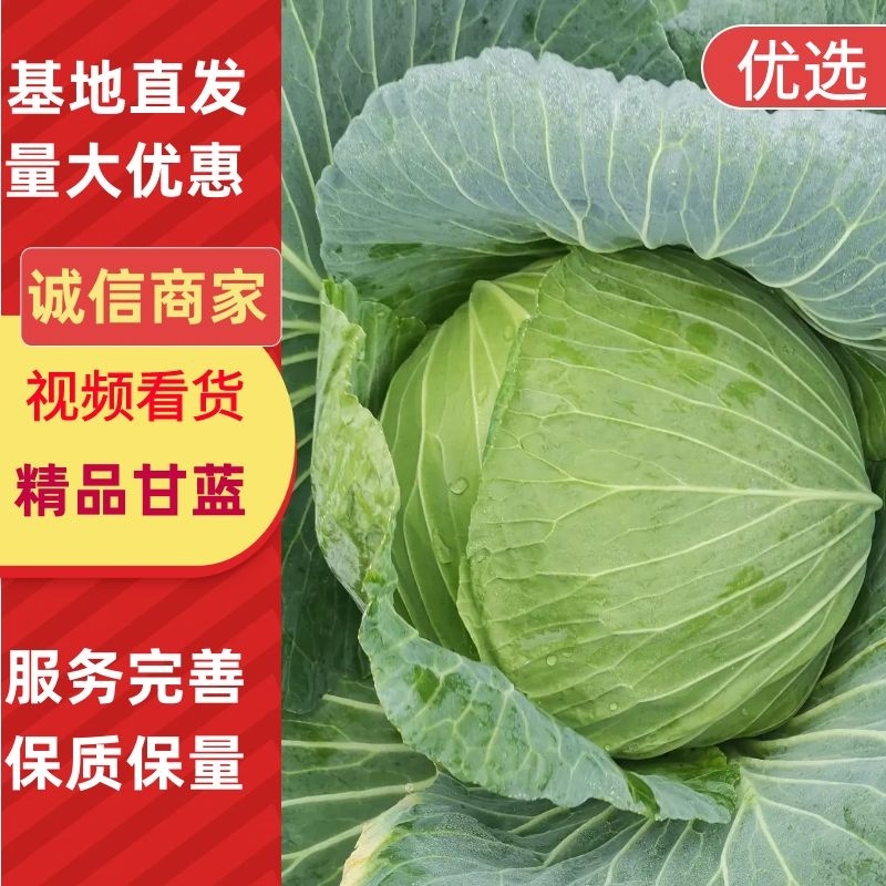 精品甘蓝莲花白菜，翠白菜，大量上市中，物美廉价