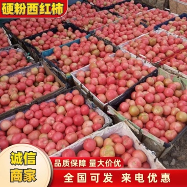 硬粉西红柿，河北硬粉西红柿，硬度高，耐运输，颜色好看。