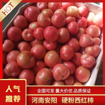 河南安阳硬粉西红柿，量大从优，大量批发，欢迎全国采购
