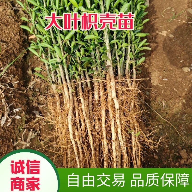 枳橙苗大叶枳壳实生苗枳橙实生苗卡佐里枳橙苗枳橙芽苗