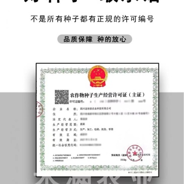 种一次收4年亩产万斤杂交一代韭菜种籽四季韭菜种子高产搞病