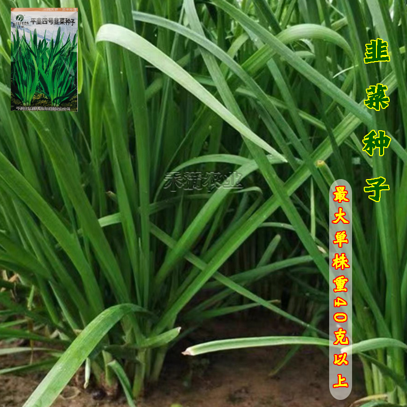 种一次收4年亩产万斤杂交一代韭菜种籽四季韭菜种子高产搞病