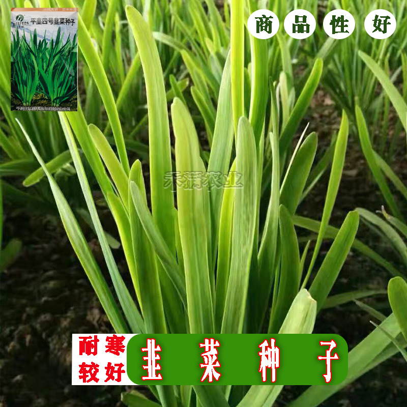 种一次收4年亩产万斤杂交一代韭菜种籽四季韭菜种子高产搞病