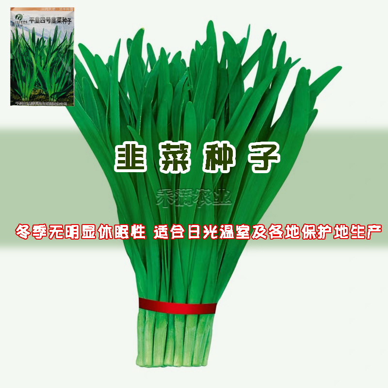 种一次收4年亩产万斤杂交一代韭菜种籽四季韭菜种子高产搞病