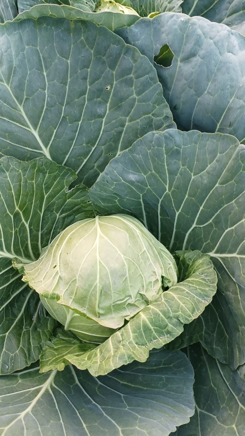 圆包菜陕西中甘甘蓝产地直供质量有保证货源充足全国