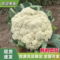 河北有机菜花大量上市小米花白花松散度好价格