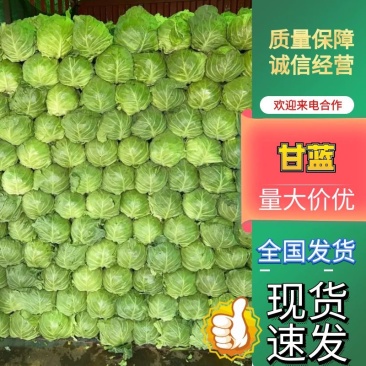 【甘蓝】河北甘蓝大量上市中价格便宜，质量三包