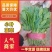 河北邯郸精品小叶杆子菠菜产地直供全国各大市场保质保量
