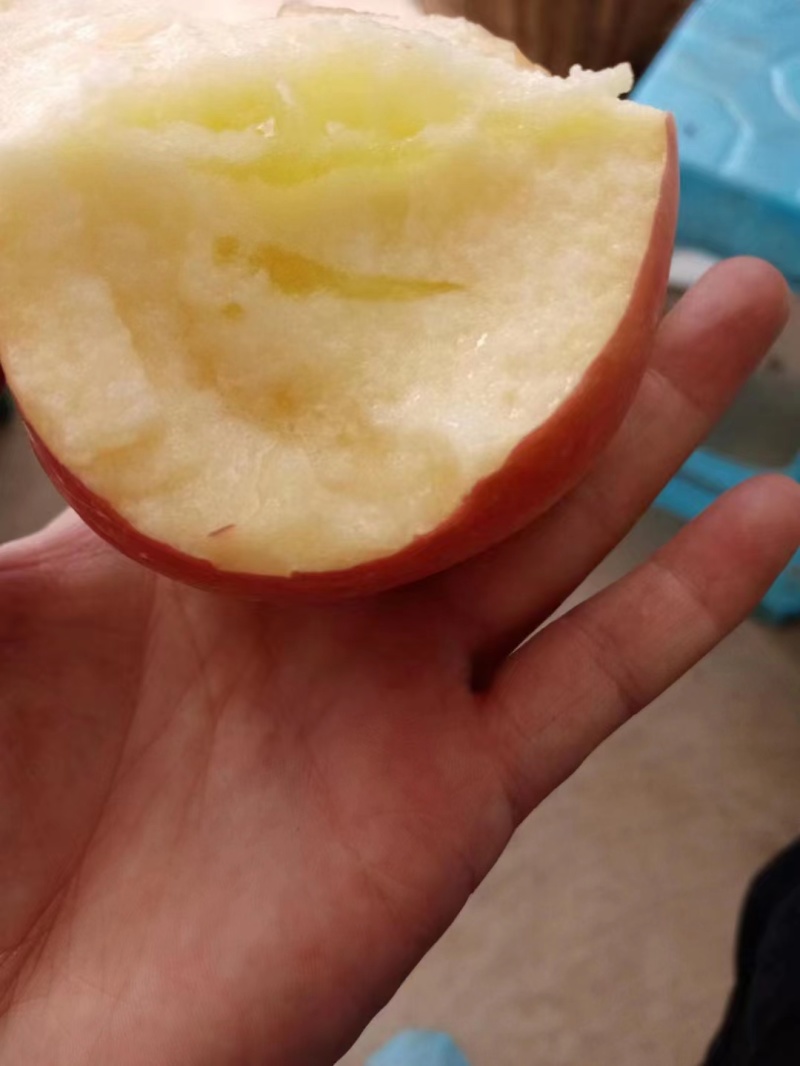 云南昭通糖心苹果货源充足产地直供可视频看货欢迎订购