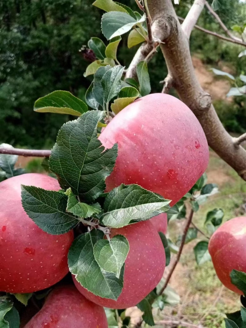 云南昭通糖心苹果货源充足产地直供可视频看货欢迎订购