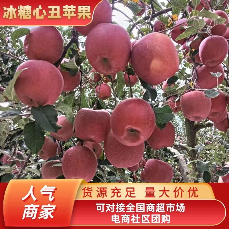 云南昭通糖心苹果货源充足产地直供可视频看货欢迎订购