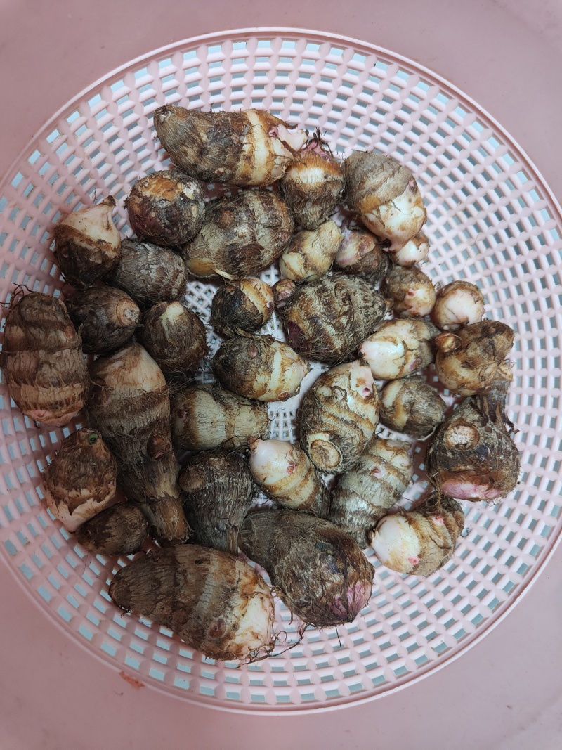 精品芋头产地直发货源充足，质量好，软糯香甜，电联采购