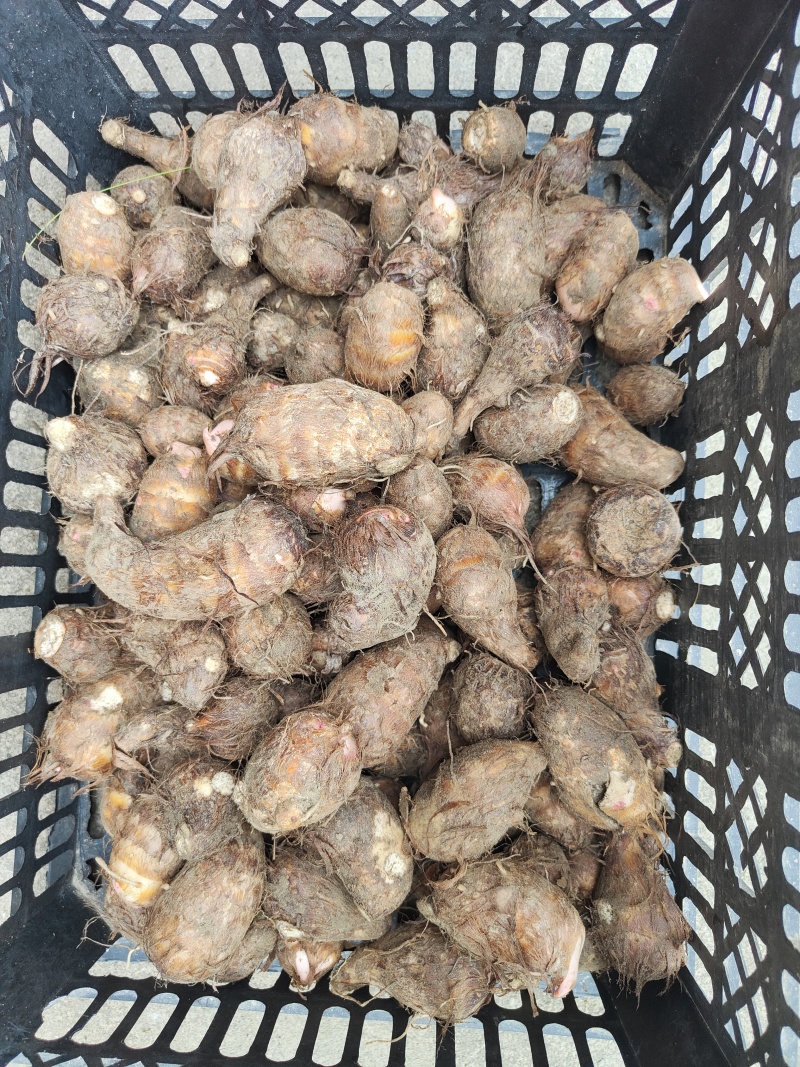 精品芋头产地直发货源充足，质量好，软糯香甜，电联采购
