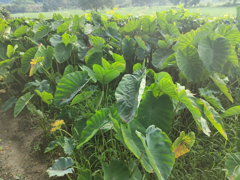 精品芋头产地直发货源充足，质量好，软糯香甜，电联采购