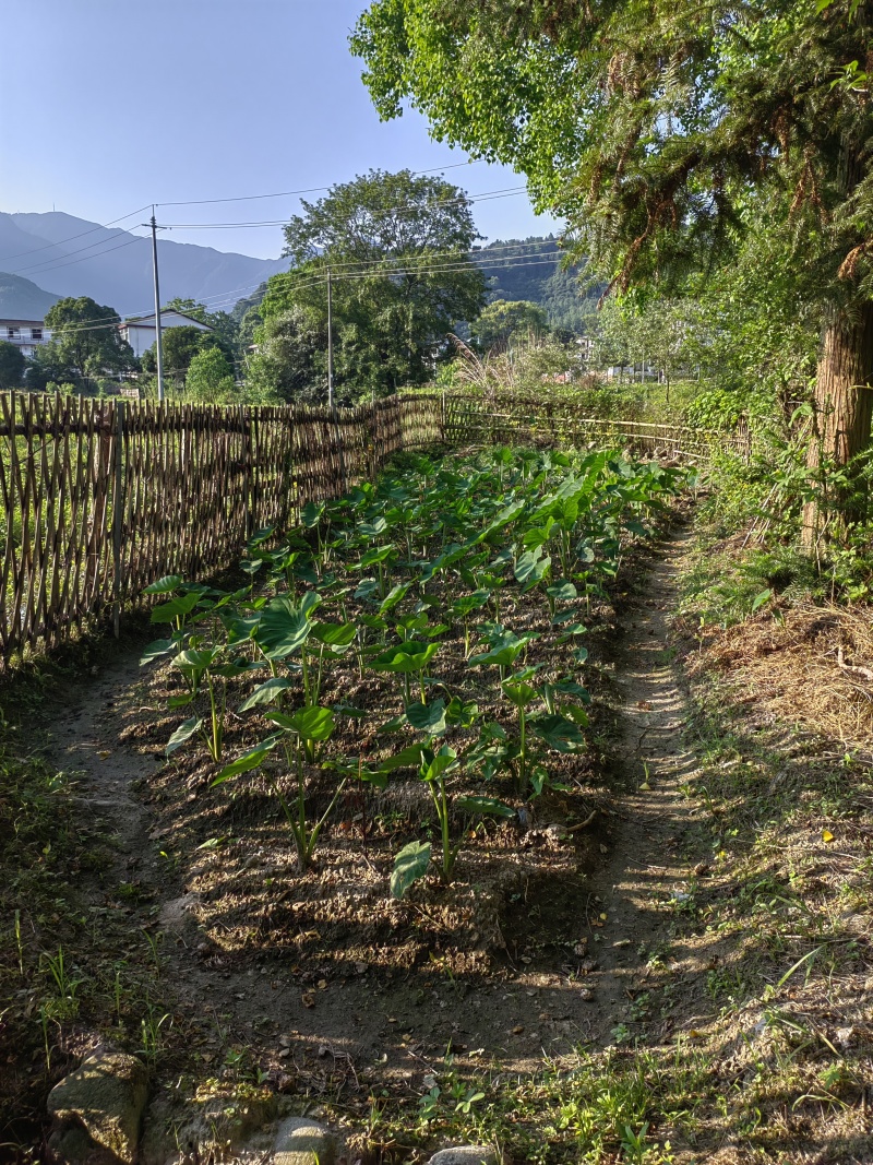 精品芋头产地直发货源充足，质量好，软糯香甜，电联采购