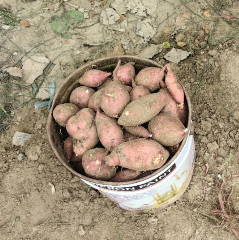 精品蜜薯，产地直发货源充足，质量好，软糯香甜，电联采购