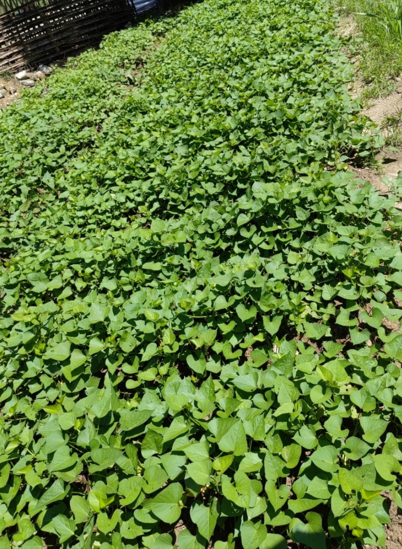 精品蜜薯，产地直发货源充足，质量好，软糯香甜，电联采购