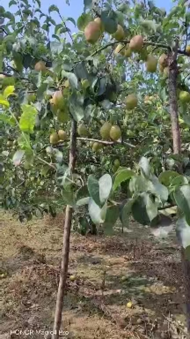 【红香酥梨】红香酥皮薄多汁果皮鲜艳口感脆甜爽口欢迎联系
