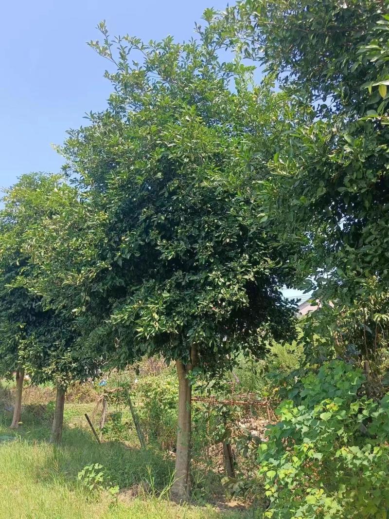 香枹香橼10～20公分，500元／棵