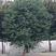 香樟，榉树，乌桕12～25公分，600元／棵