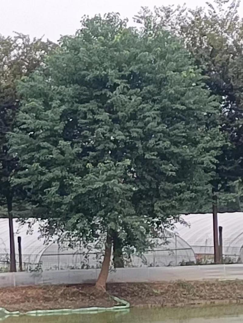 香樟，榉树，乌桕12～25公分，600元／棵