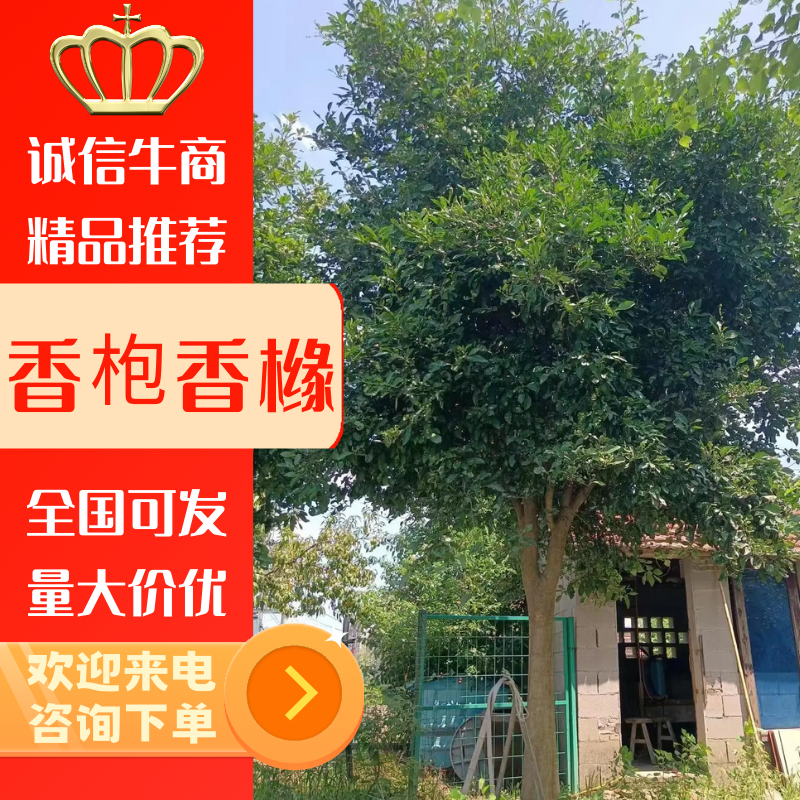 香枹香橼10～20公分，500元／棵