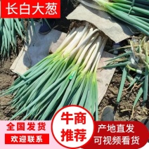 精品长白大葱产地直发品质保证一手货源量大从优