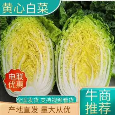 内蒙古精品黄心白菜基地直发品质保证一手货源量大从优