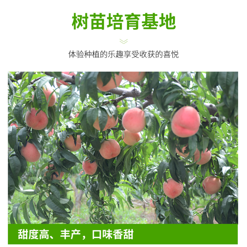 中桃13桃树苗新品种早熟水蜜桃，蜜甜，丰产