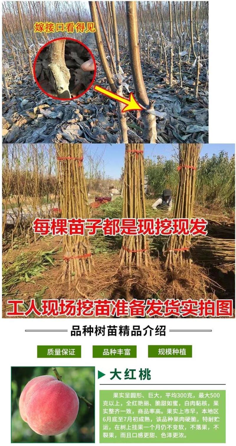 中桃14号郑州果科所新品种的早熟水蜜桃，浓香大果型