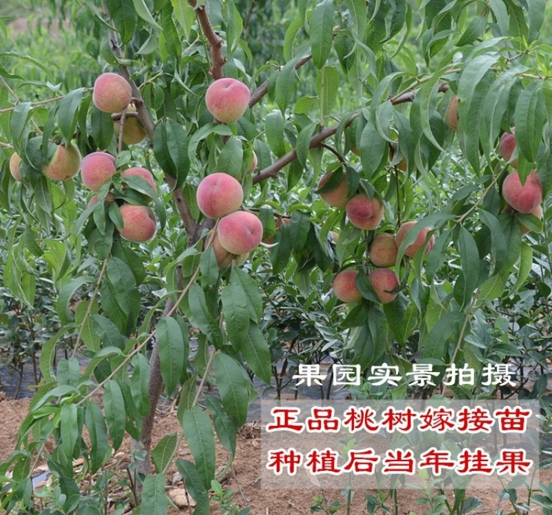 中桃14号郑州果科所新品种的早熟水蜜桃，浓香大果型