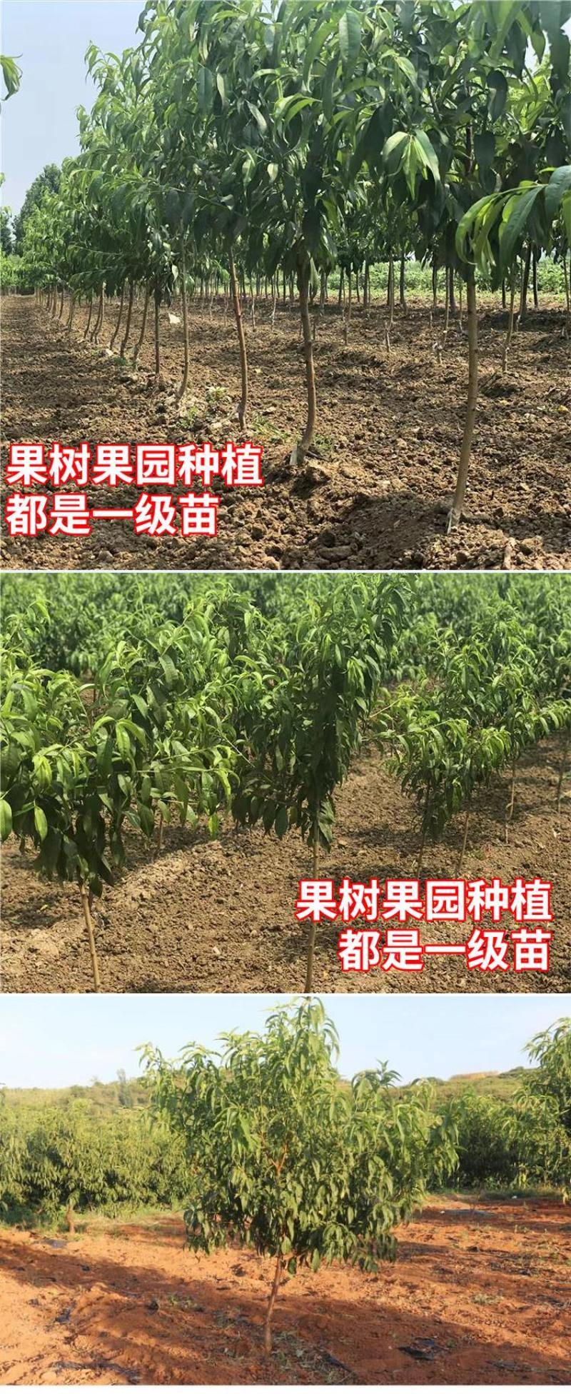 黄金蜜7号黄金蜜12号黄金蜜13号黄金脆黄金黄4