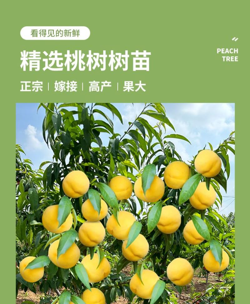 黄金蜜7号黄金蜜12号黄金蜜13号黄金脆黄金黄4