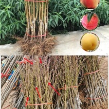 中桃24号血桃，黑桃，富含花青素，营养美味，风味独特