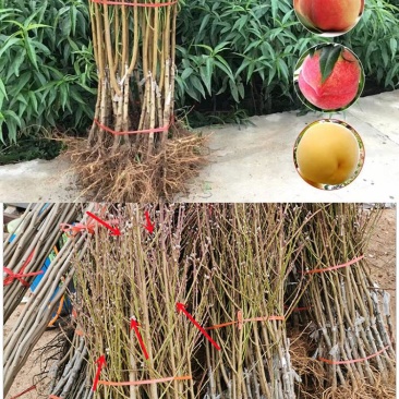 中桃24号血桃，黑桃，富含花青素，营养美味，风味独特