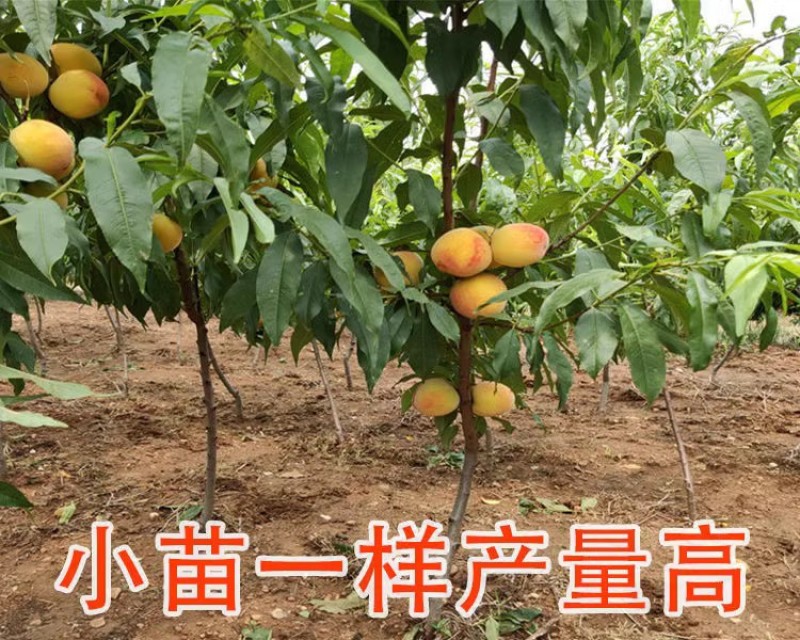 黄金蜜0号1号2号3号4号10号12号13号黄金凤锦
