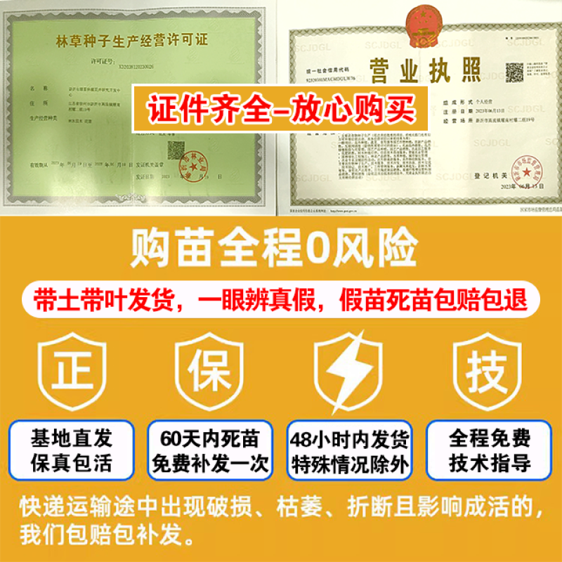 安徽锦春黄桃，上海林科所培育，6月初成熟，保证品种