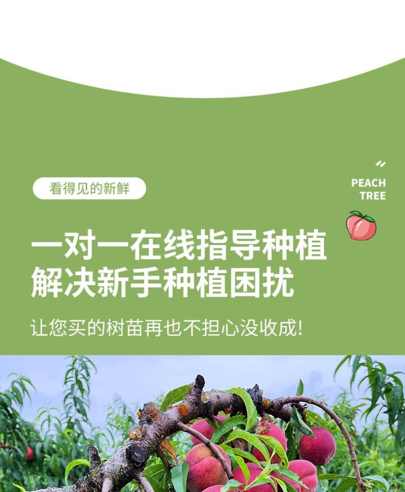 安徽锦春黄桃，上海林科所培育，6月初成熟，保证品种