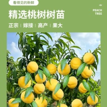 安徽锦春黄桃，上海林科所培育，6月初成熟，保证品种