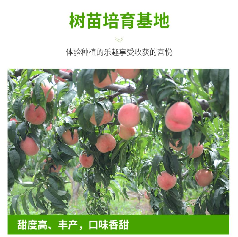 安徽锦春黄桃，上海林科所培育，6月初成熟，保证品种