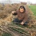 秦脆苹果树苗秦脆苹果苗M9-T337Z砧木包成活