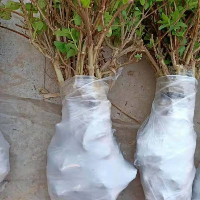 四季金银花苗懒汉金银花种苗耐寒南北方种植药用金银花