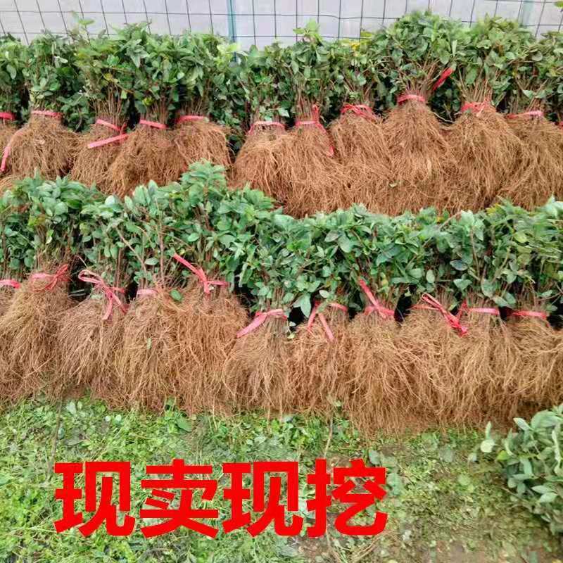 四季金银花苗懒汉金银花种苗耐寒南北方种植药用金银花
