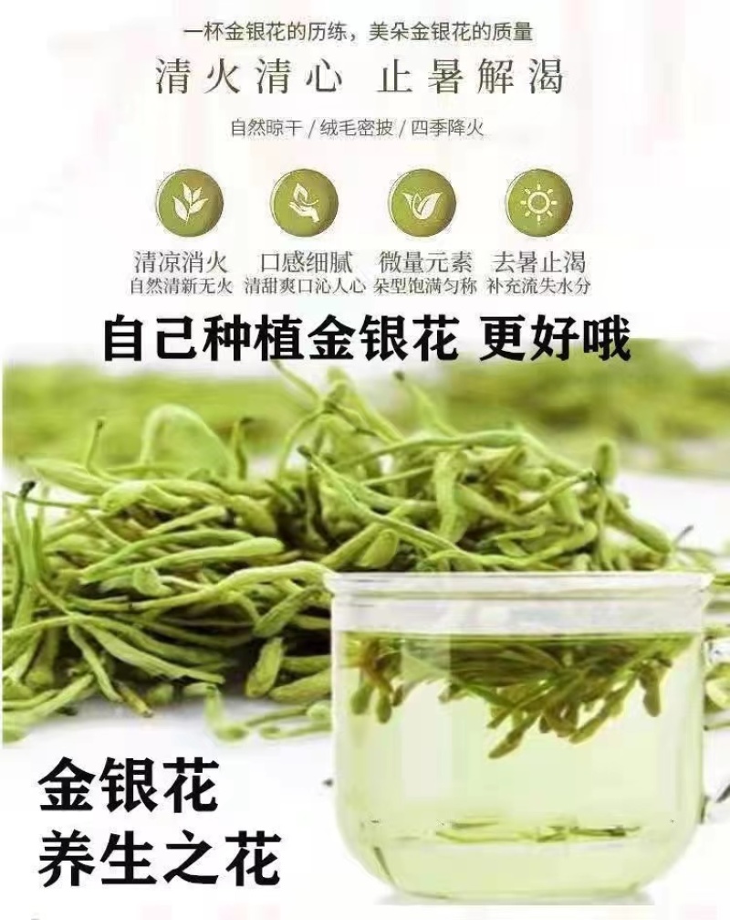 四季金银花苗懒汉金银花种苗耐寒南北方种植药用金银花
