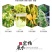 四季金银花苗懒汉金银花种苗耐寒南北方种植药用金银花