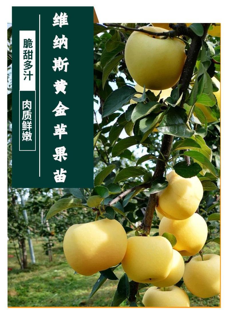 嫁接维纳斯苹果苗维纳斯黄苹果树苗拒绝假苗带合同发货